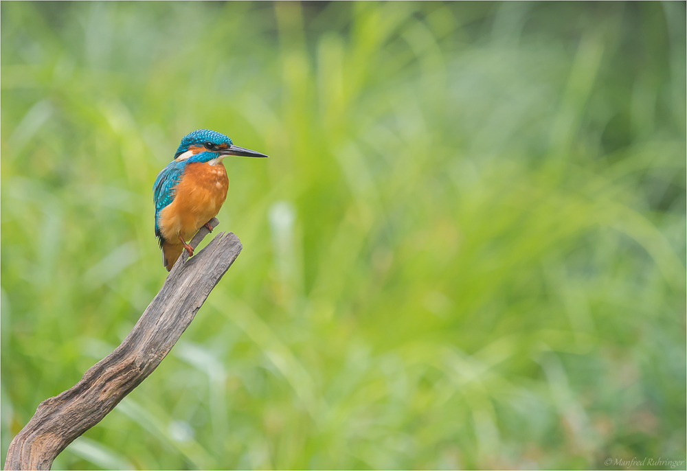 **Eisvogel**