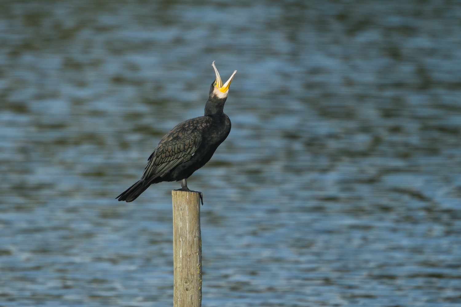 Kormoran