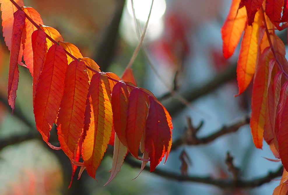 Herbstfarben