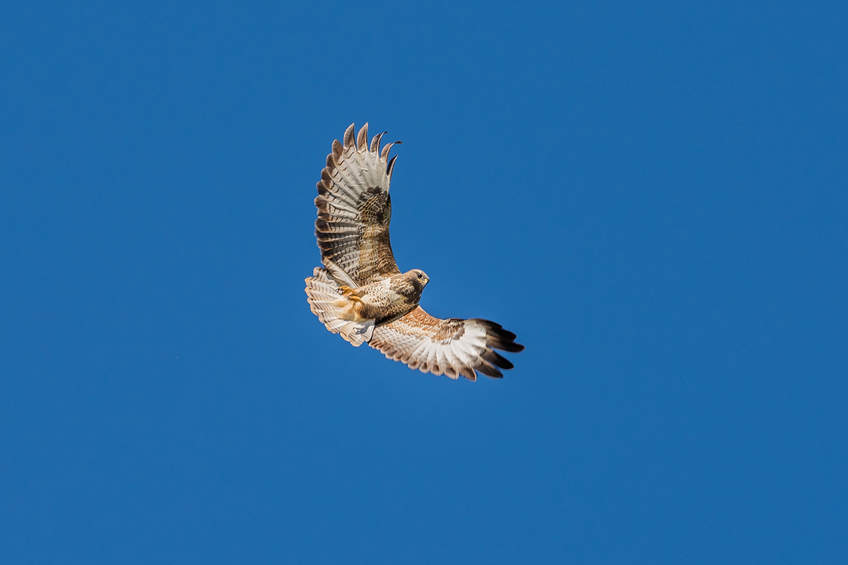 Bussard