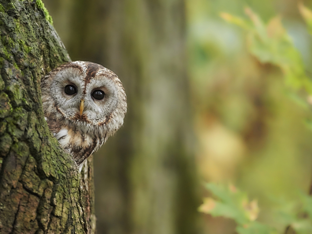 Vogel des Jahres 2017