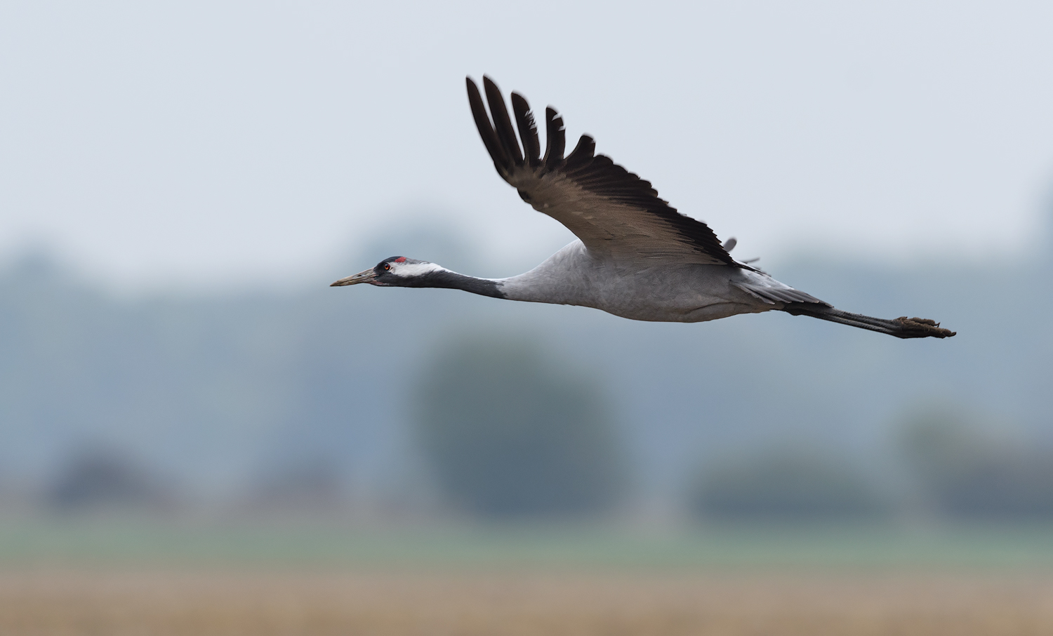 Überflieger