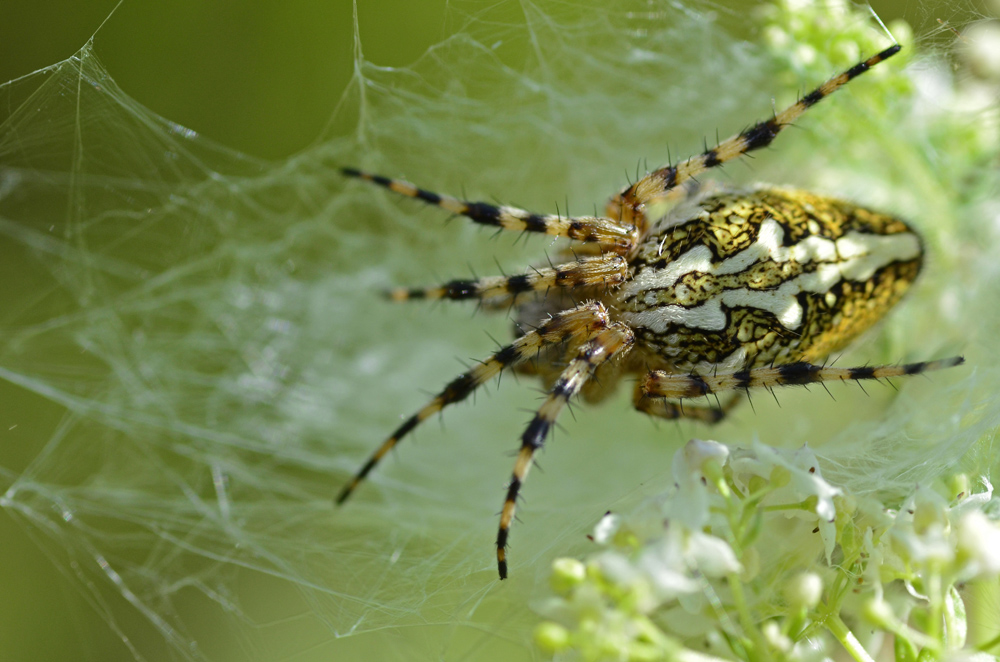 Eichenblattspinne - Dokufoto