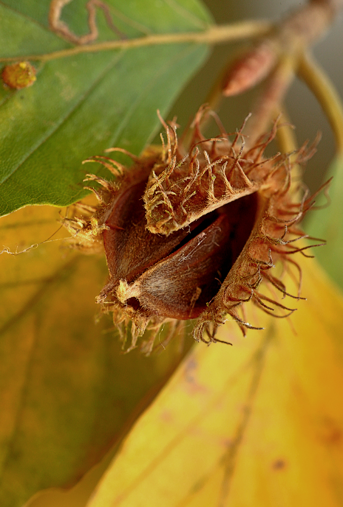 Nicht nur Blätter fallen im Herbst...