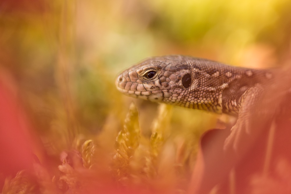 Zauneidechse (Lacerta agilis)