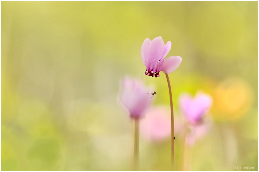 Die spinnen, die Cyclamen