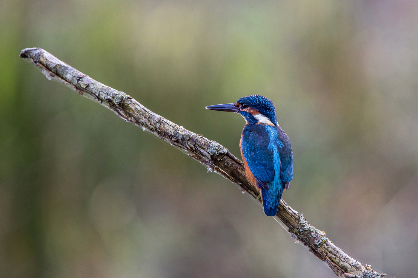 Eisvogel