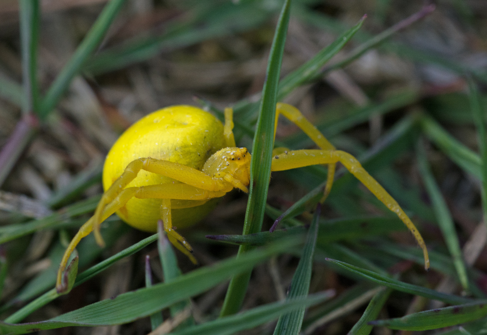 Veränderliche Krabbenspinne  - Dokufoto