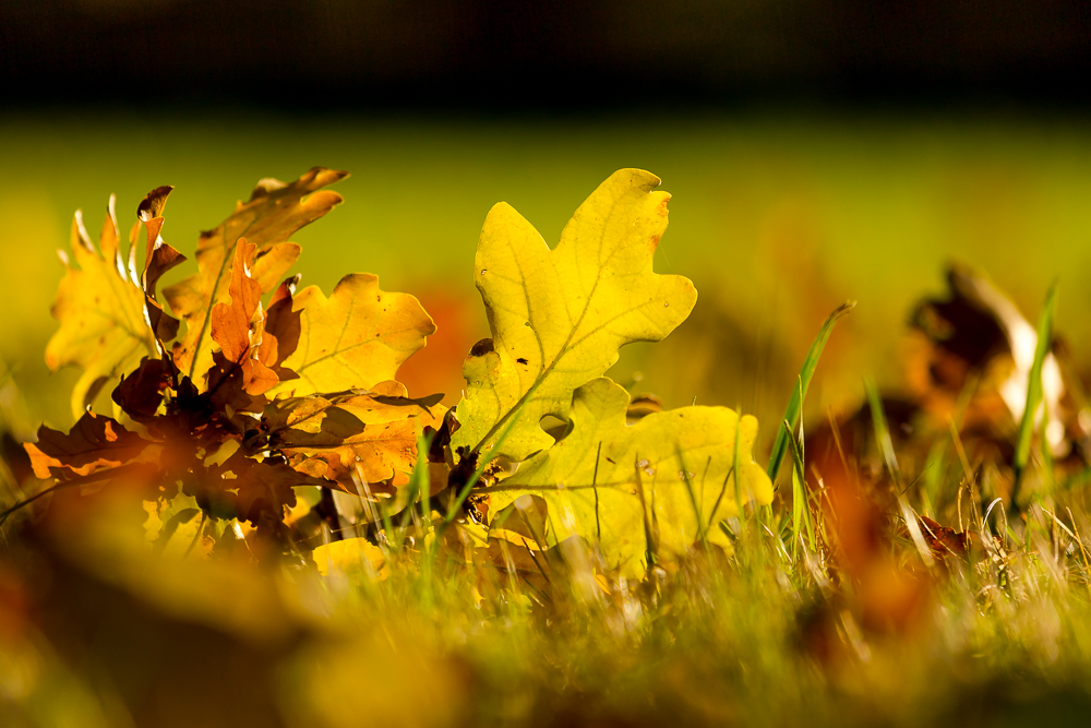 Herbstlaub