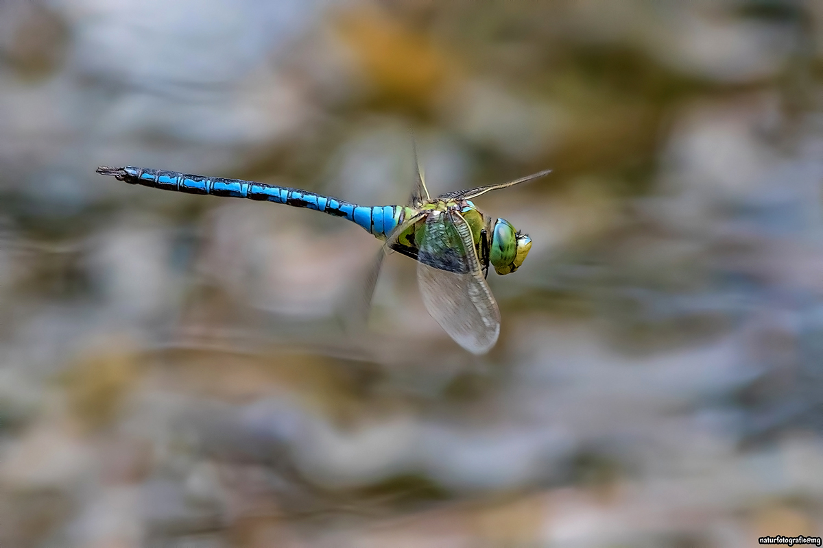 Königslibelle fliegend