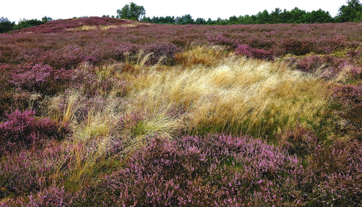 Bretziner Heide...