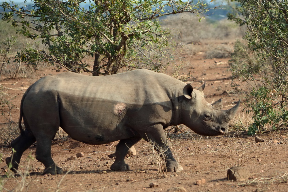 Spitzmaulnashorn