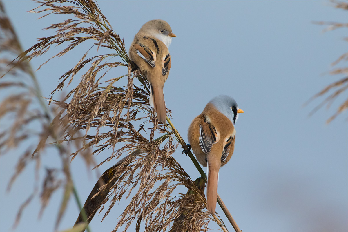 Bartmeise (Panurus biarmicus)