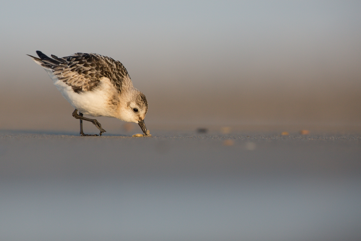 Sanderling