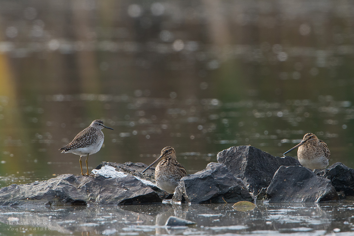 Bruchwasserläufer