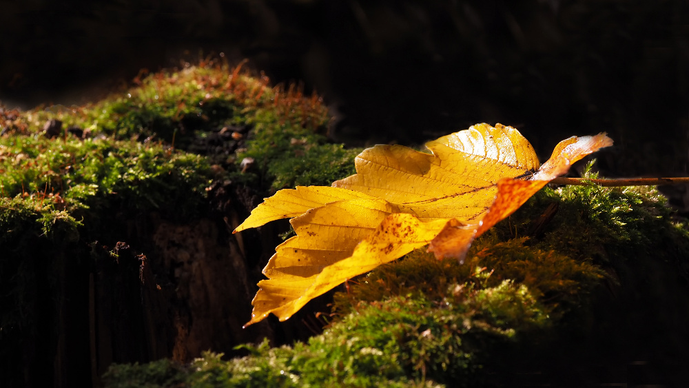 auf dem Moos des Herbstwaldes