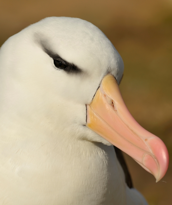 Schwarzbrauen-Albatros