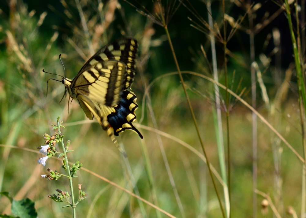 Schmetterling im Landeanflug