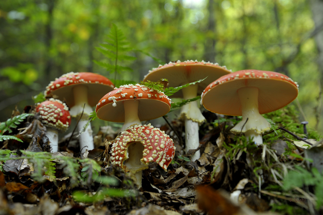 im Pilzwald