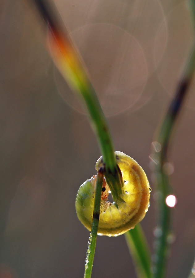 Larve in der Herbstwiese