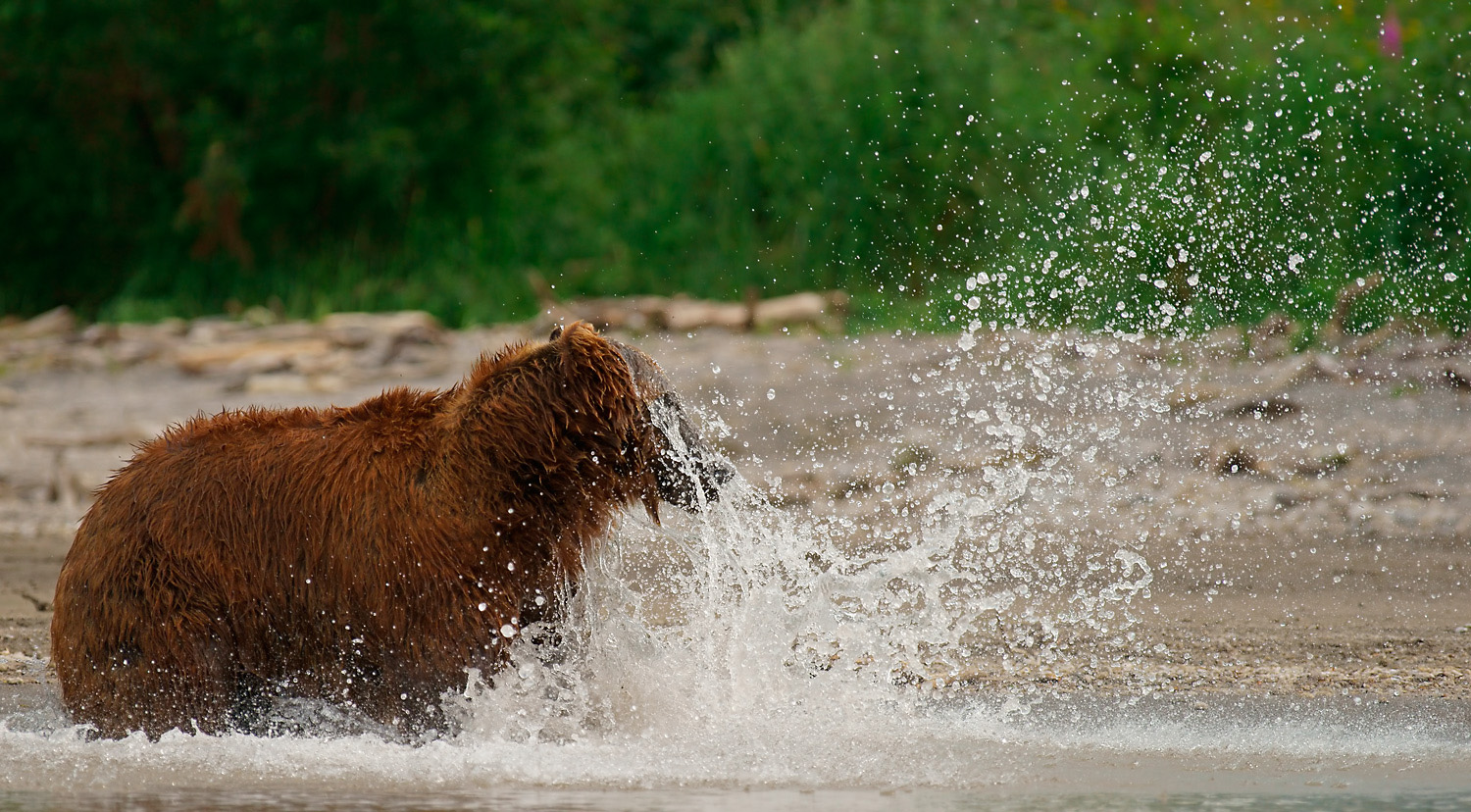 SPLASH