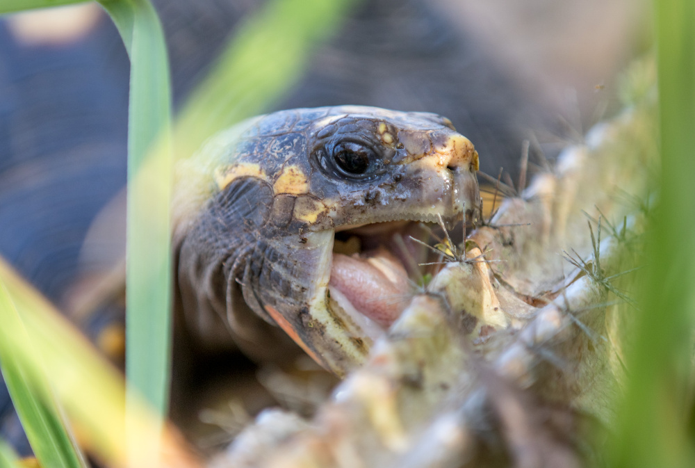 Kakteenfressende Schildkröte