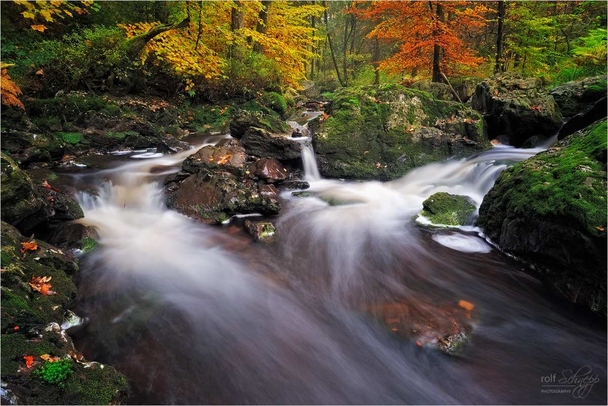 ~ autumn colours ~
