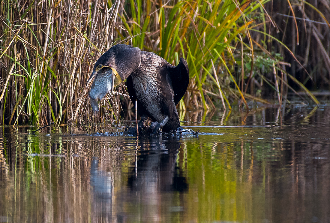 Kormoran