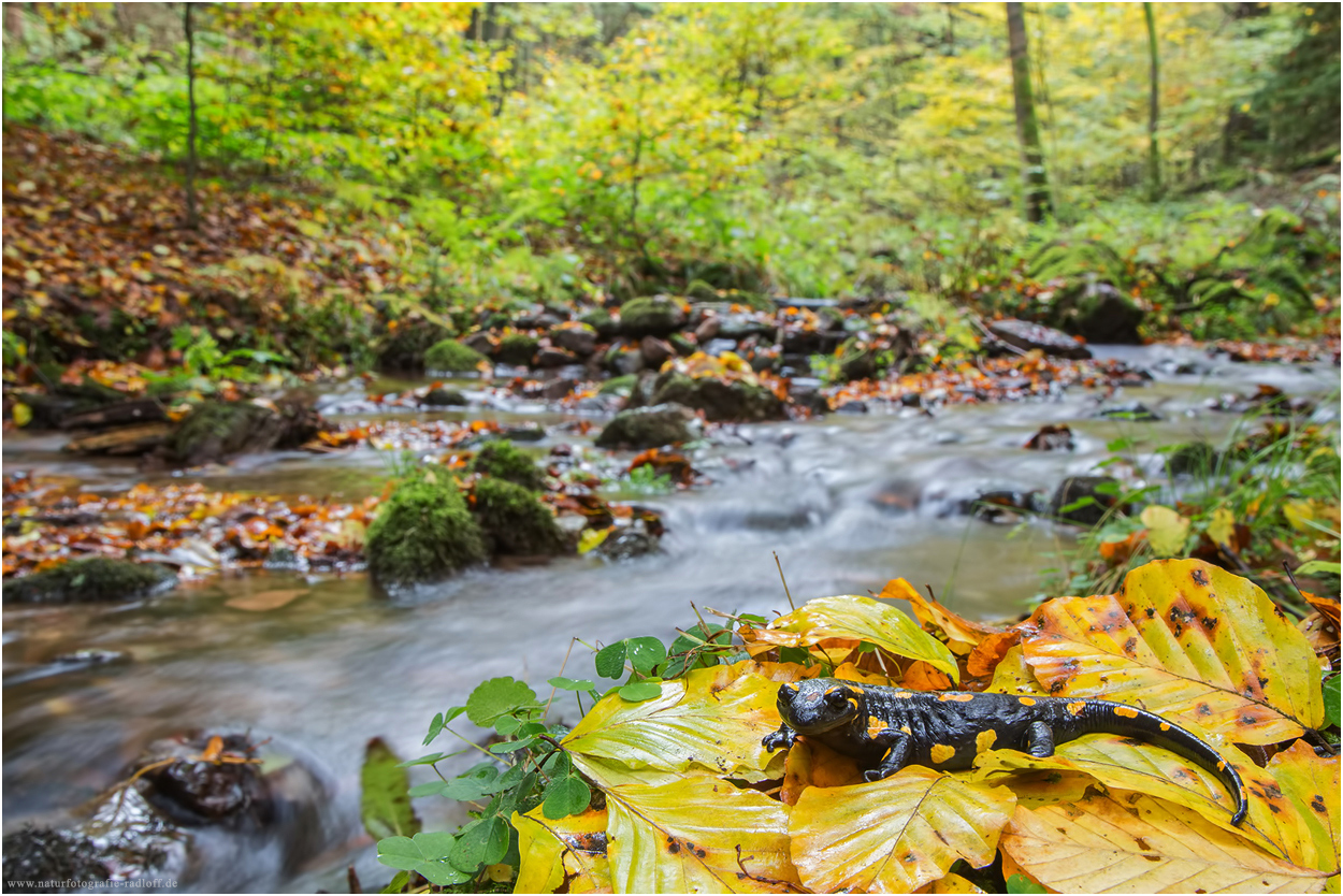 ~Herbst im Tal der Feuersalamander~