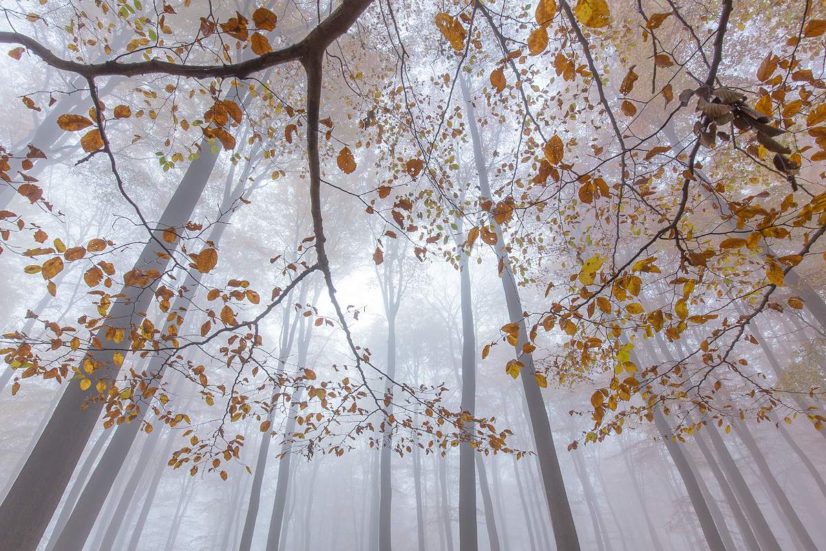 Herbstwald