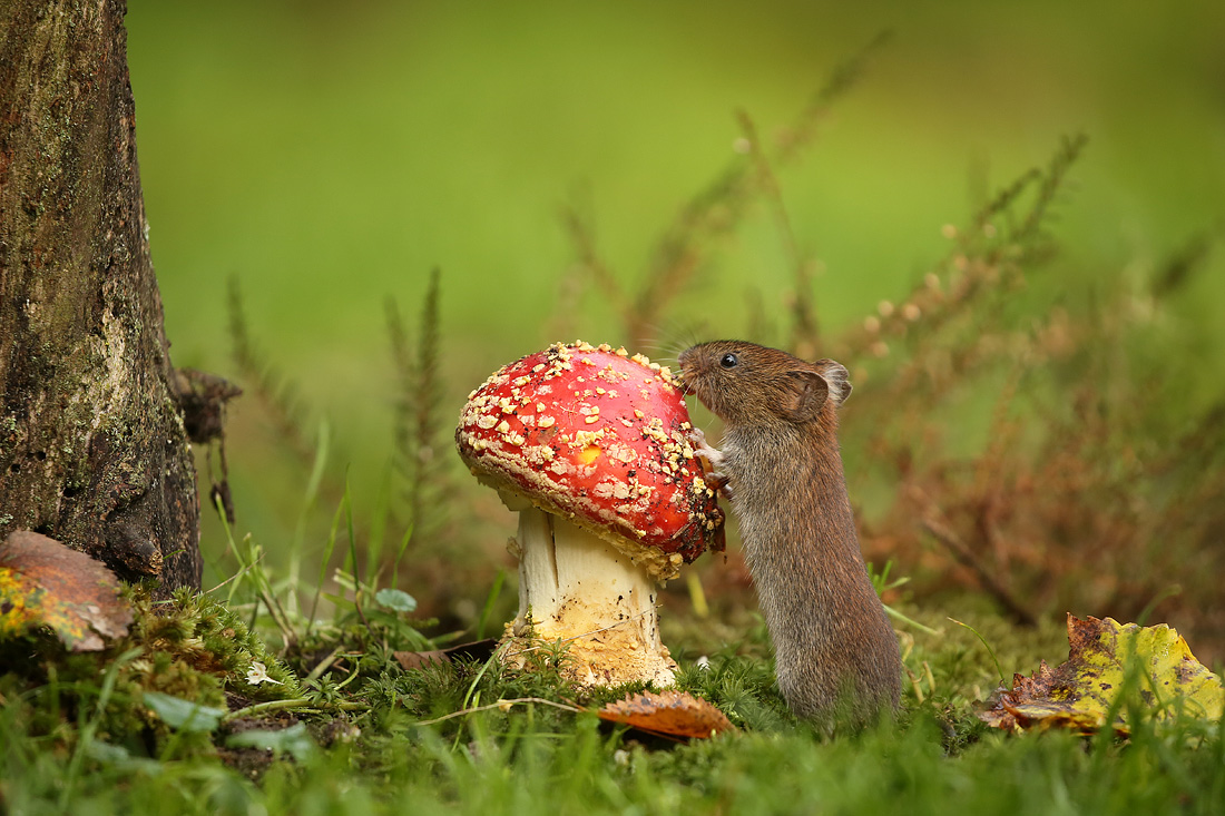 " Nee, schmeckt nicht ! "