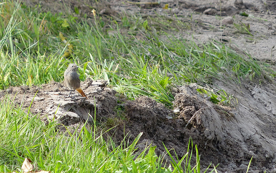 Rotschwänzchen