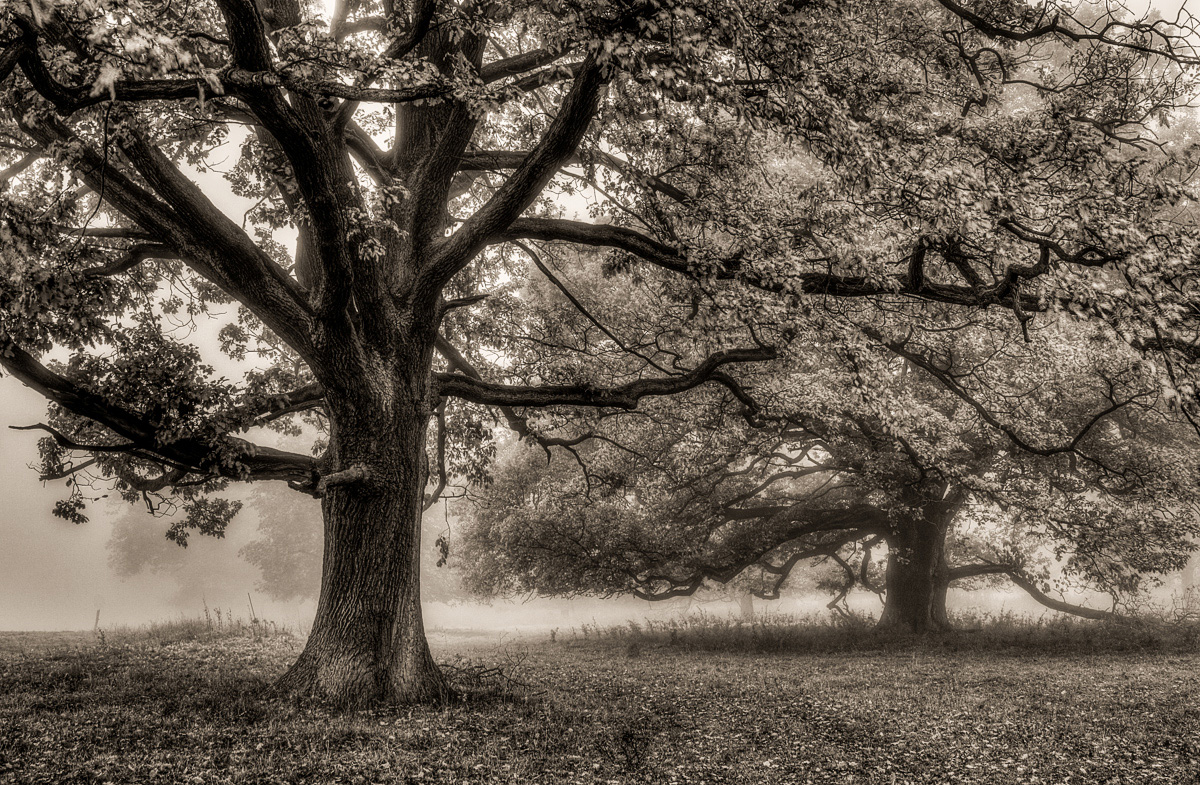 Bäume im Nebel (Forum für Naturfotografen)