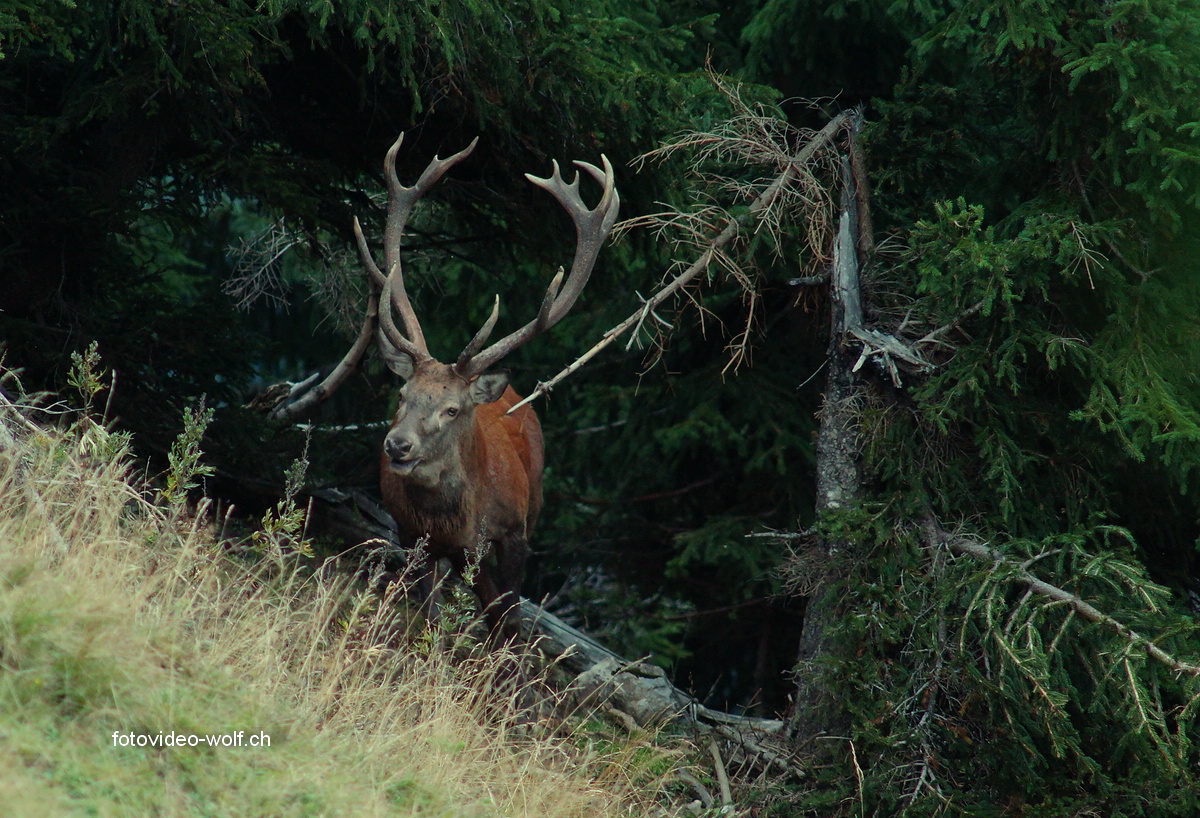 Waldgeist