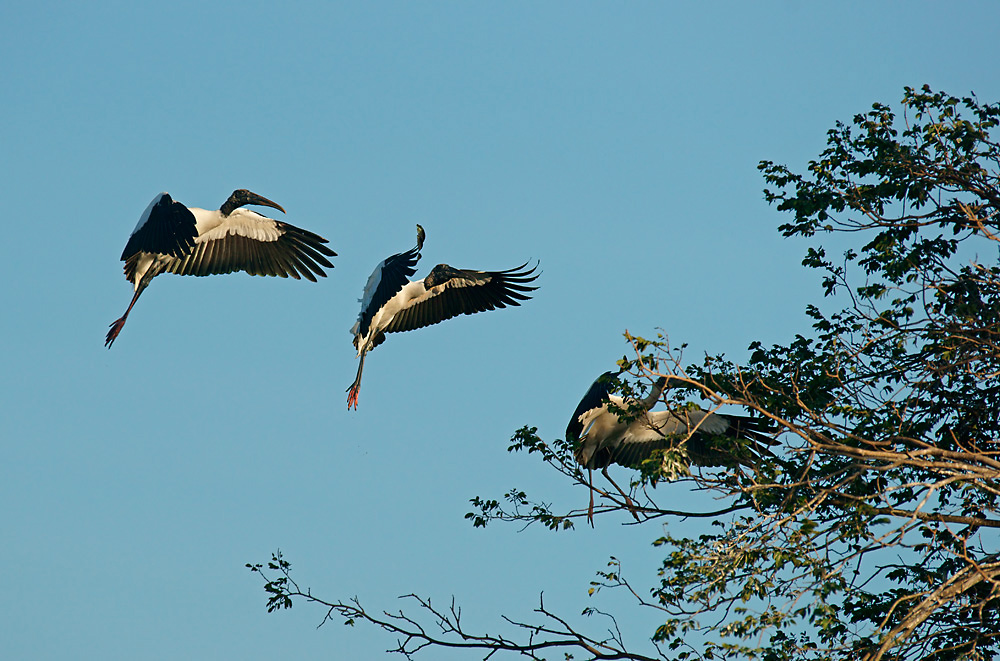 Waldstörche im Anflug