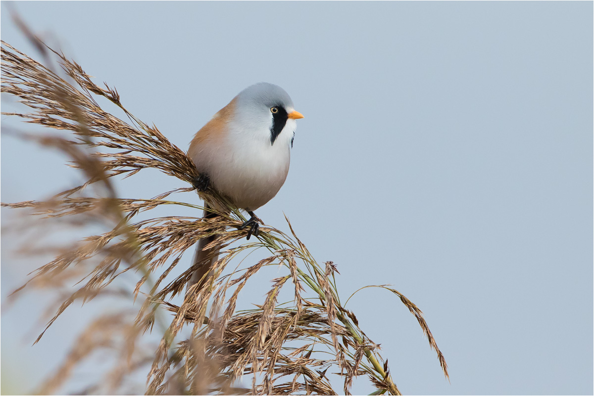 Bartmeise (Panurus biarmicus)