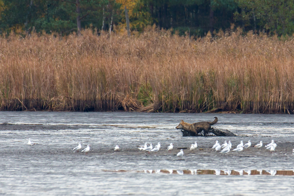 Jagdfieber