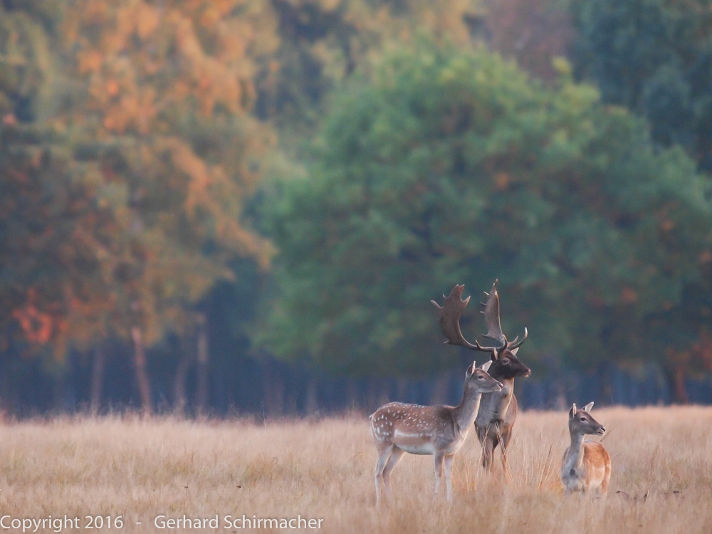 Kleinfamilie im Herbst