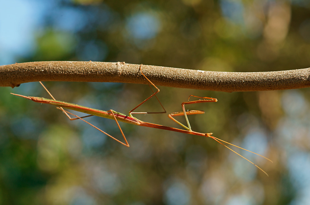 Mantis (Brunneria spec)