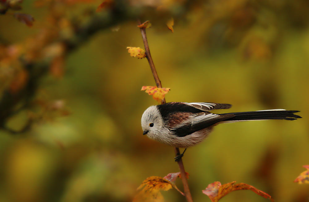 Schwanzmeise im Herbstlaub