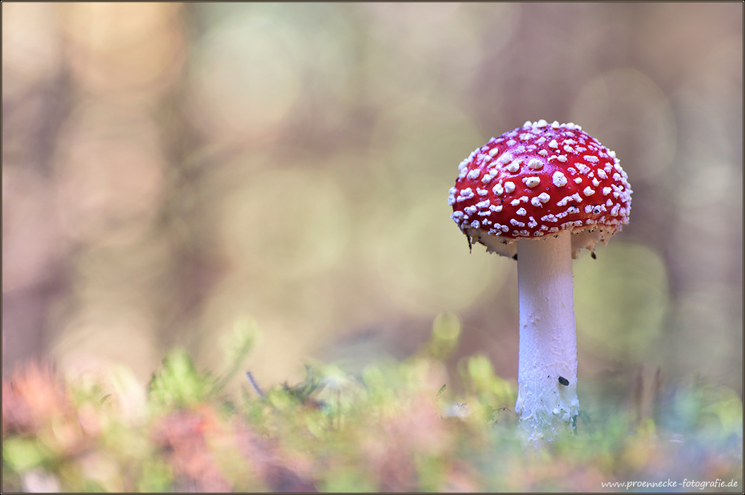 ~ Amanita muscaria ~