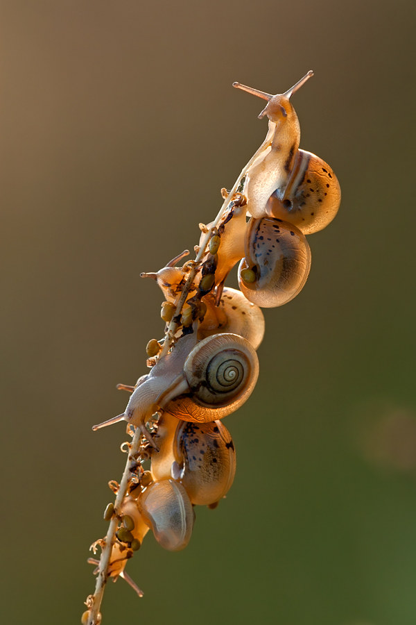 Schneckenkette