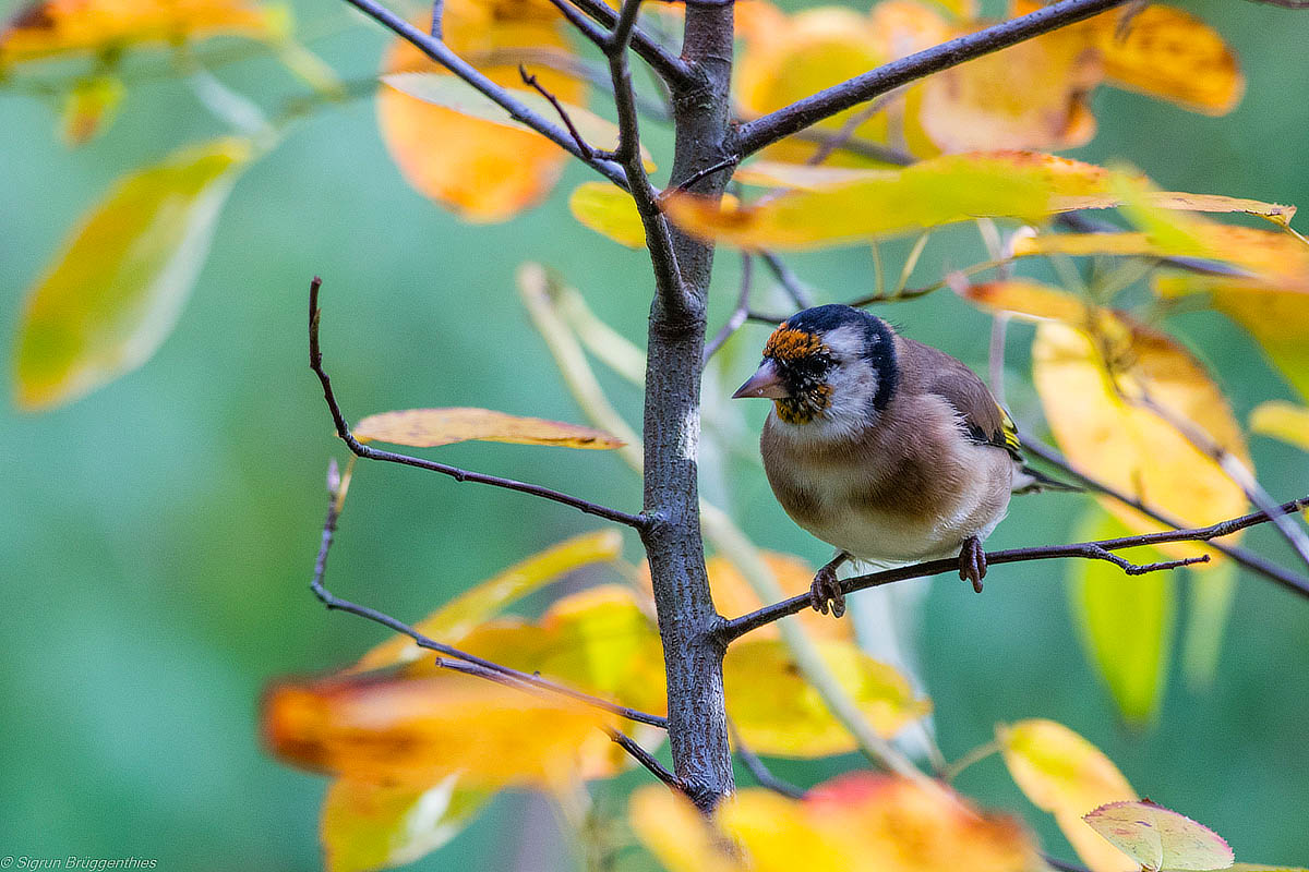 Stieglitz im Herbstlaub