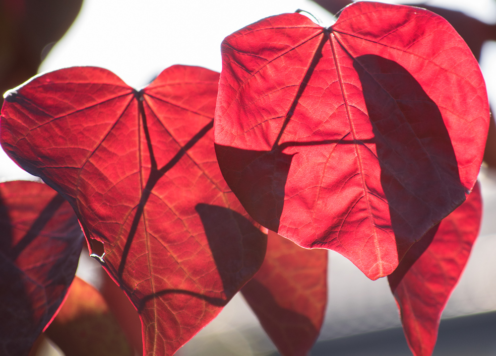 Blätter unserer Cercis im Oktoberlicht