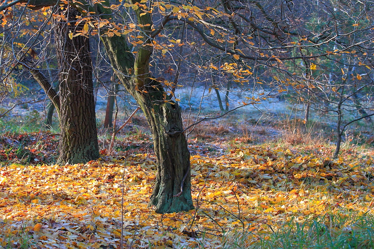 Kleine Herbstlandschaft