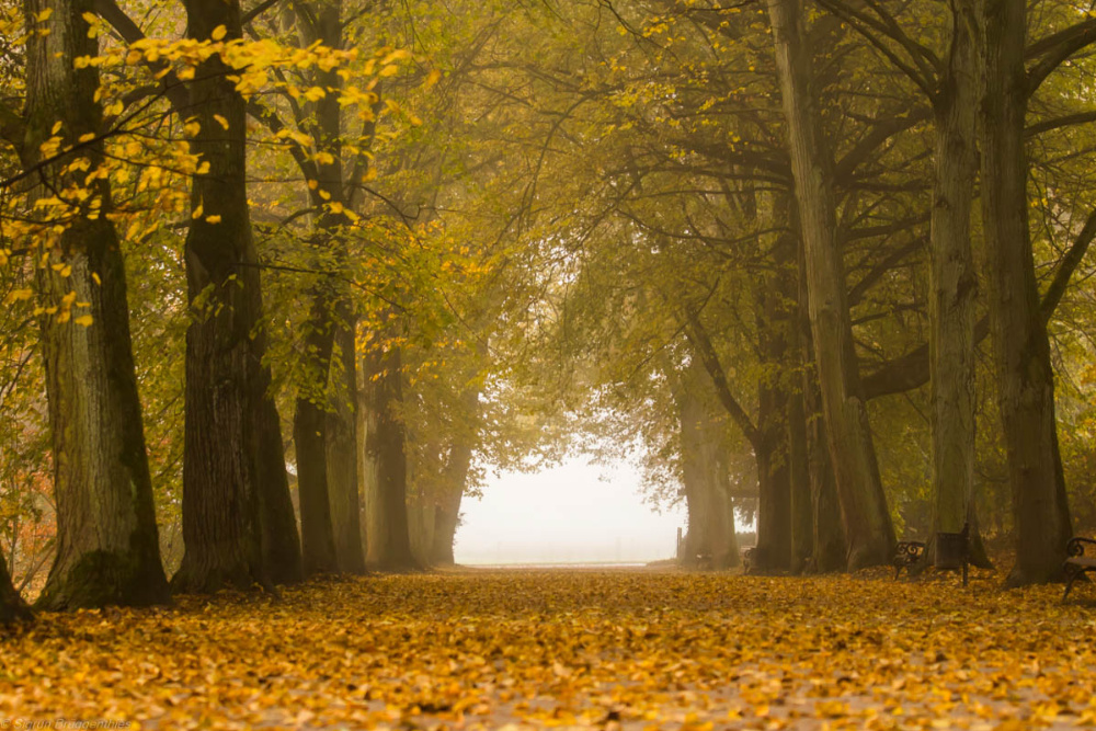 Lindenallee im Nebel...