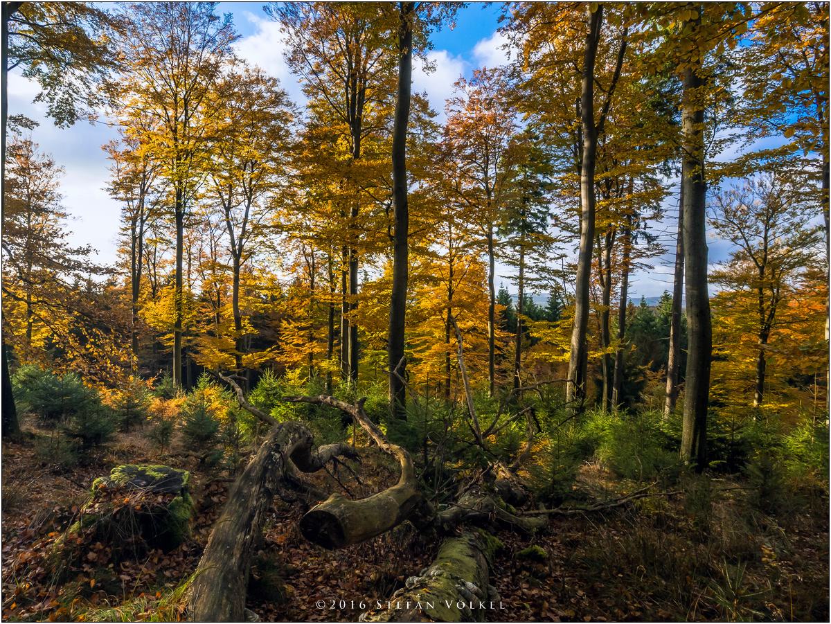 Herbstlicher Buchenwald