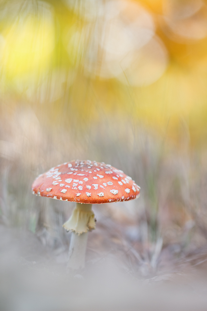 Herbstzeit - Pilzzeit