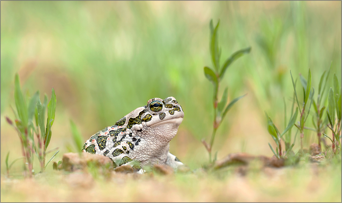 "Bufo"