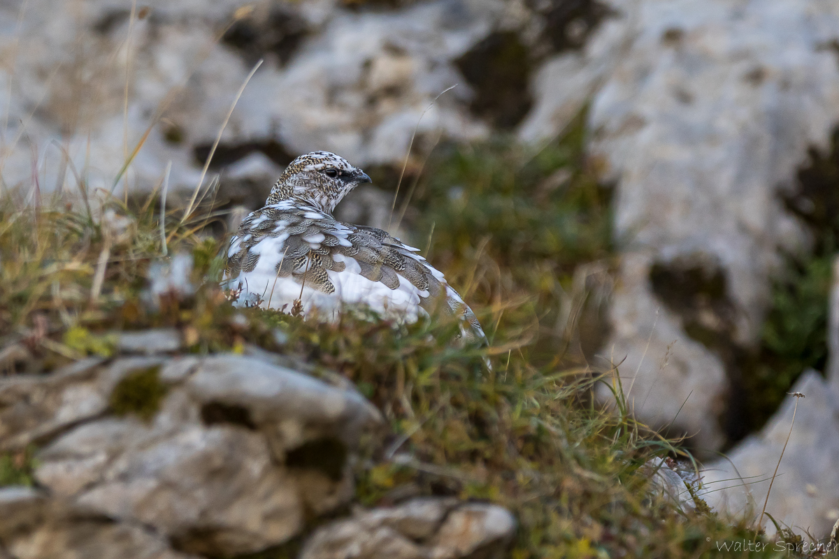 Alpenschneehuhn